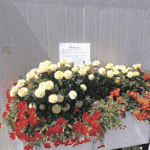 flower garden at sharmar village